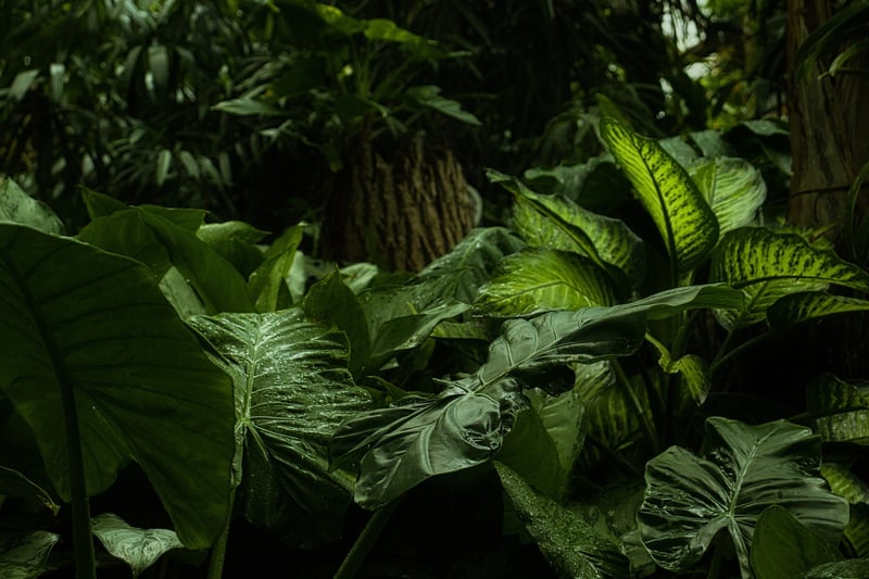 Exotic Rainforests